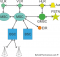 GSM Network